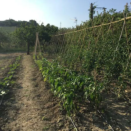 Degli Ulivi Holiday home *